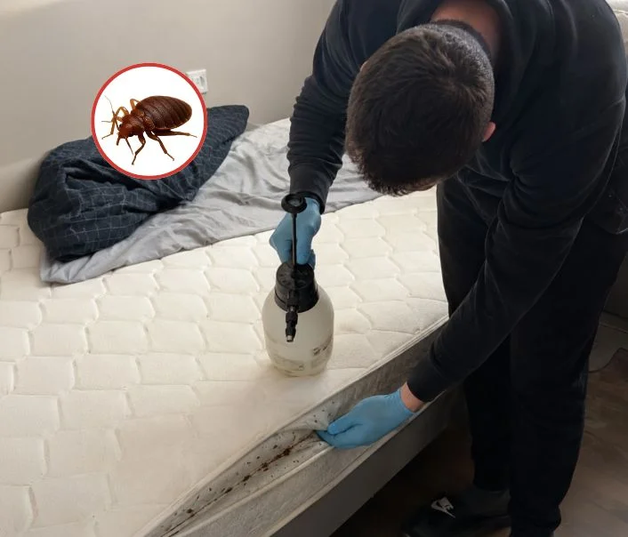 Technicien traitant un matelas contre les punaises de lit à Beton-Bazoches